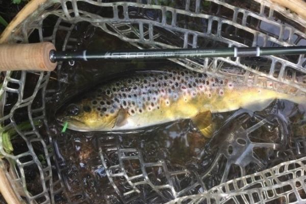 Fishing with caterpillar imitations is great fun and productive!