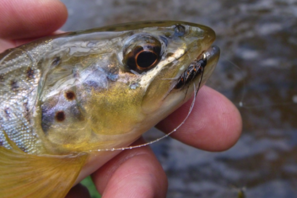 Presentation of drowned flies by the author