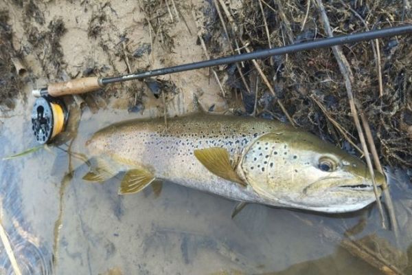 A beautiful trout