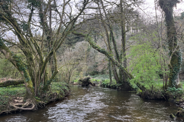 A fast-paced session with some nice, active trout.