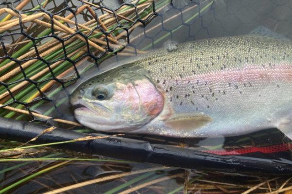 A first reservoir outing with fish.