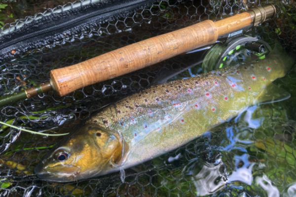 Always keep a few Elk Hair Caddis in your boxes!