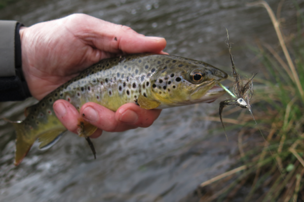 It's a good idea to have a few imitation sculpins in your boxes.
