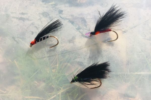 Cormorants are real trout magnets!