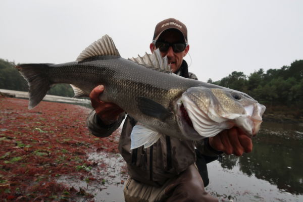 Tracking big bass requires a lot of motivation, self-sacrifice and passion!