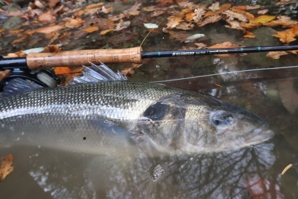 Sea bass fishing is a special kind of fishing that requires special equipment.