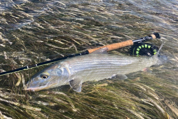 Bonefish fishing requires quality equipment to track these powerful, lively fish