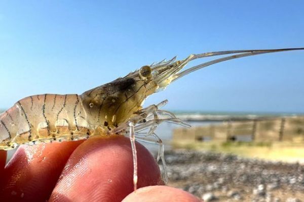 Bouquet size increased to 5 cm