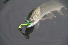 Pike caught with a texan hook in a belly sinker
