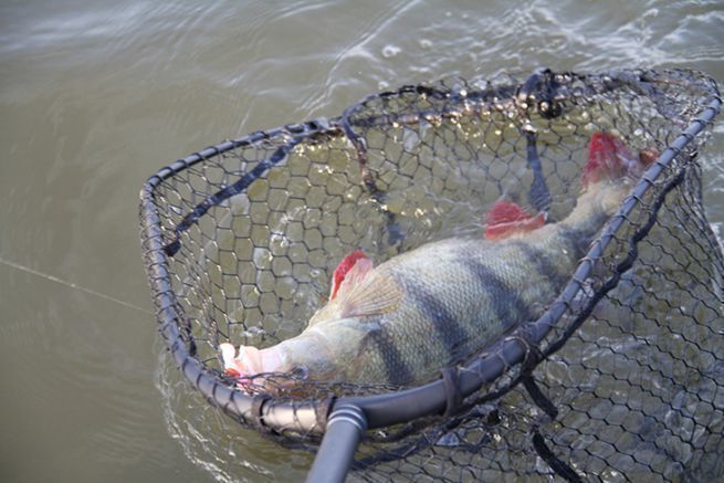 Large perch netted in a boat