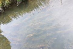 Watercourse invaded by milfoil