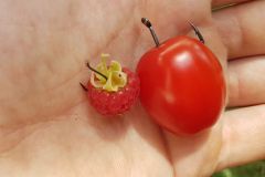 Single hook number 6 for blackberries or raspberries to number 1/0 for cherry tomatoes