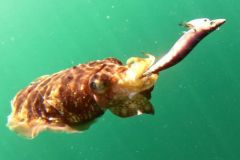 Cuttlefish is fished with a lure called jig