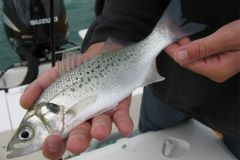 A speckled bass caught on a jig