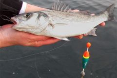 Sea bass caught on board float