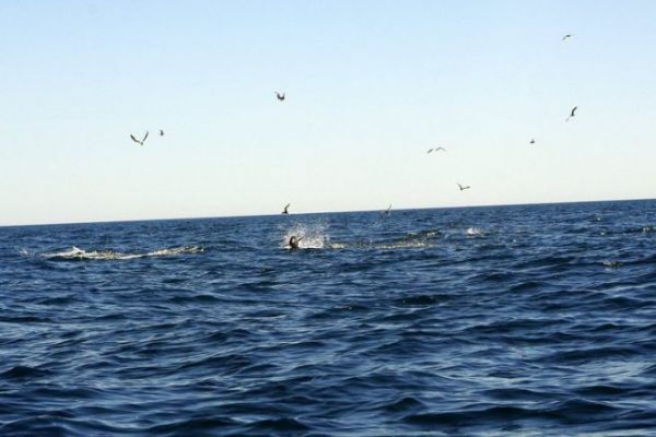 Bluefin tuna lure fishing, finding and tackling hunts