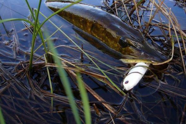 The different lure families for surface fishing