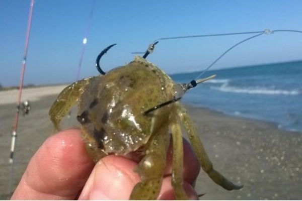 How to tie a hook to catch a crab 