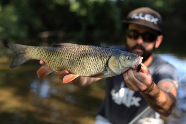 The chub in summer: fish it with insect imitations!
