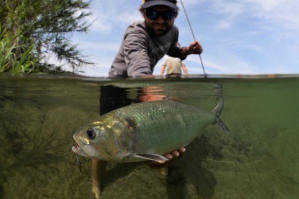 Shad shad: know how to catch them at the right time and with the right lures