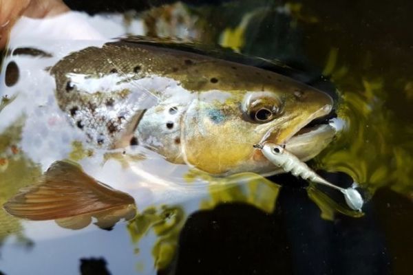 Stream trout fishing, the versatility of soft lures!