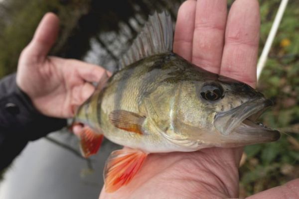 Fishing for perch in small rivers in ultra light at the beginning of winter