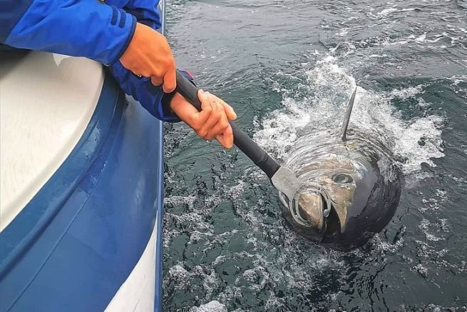A bluefin tuna caught with a lure in Brittany.
