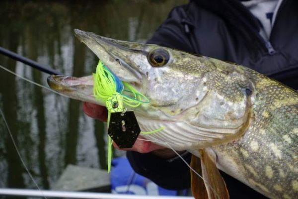 The bladed jig, an effective lure for predator fishing