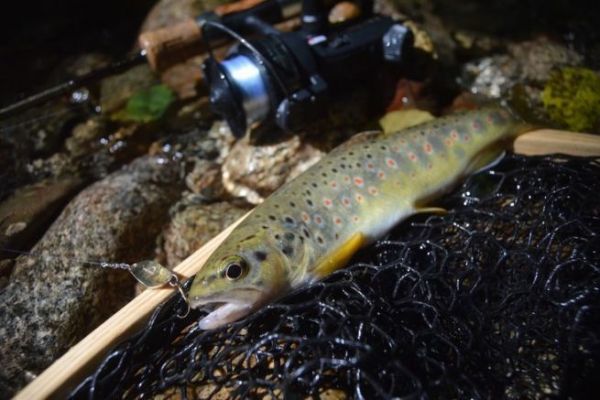 The ideal lure box for ultra-light stream trout fishing