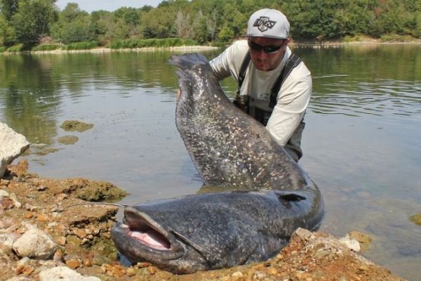 5 spots for catfish lure fishing in the Loire during the summer!