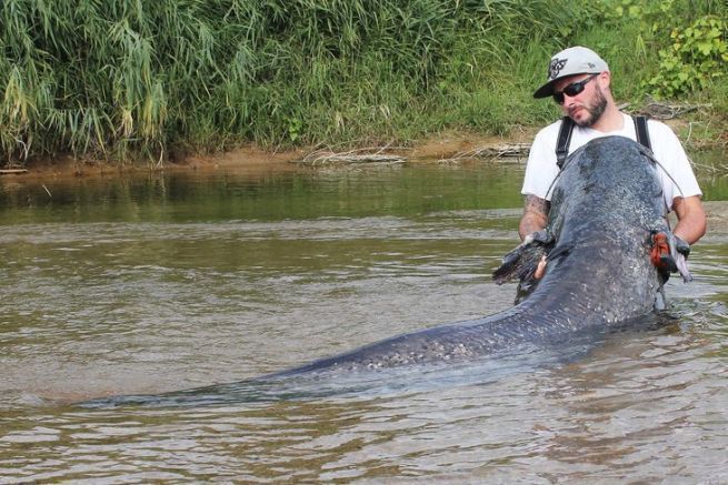The catfish of the Loire River use the current to make your task more difficult.
