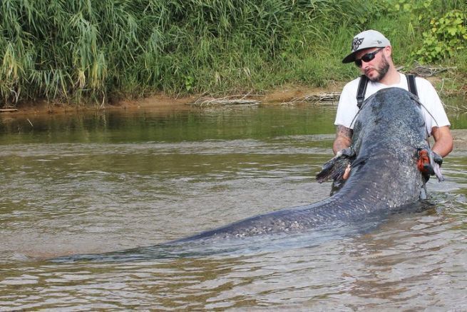 5 spots for catfish lure fishing in the Loire during the summer!