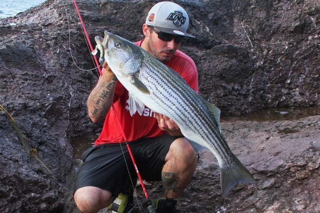 Striped bass lured with a Fiiish Black Minnow 160.