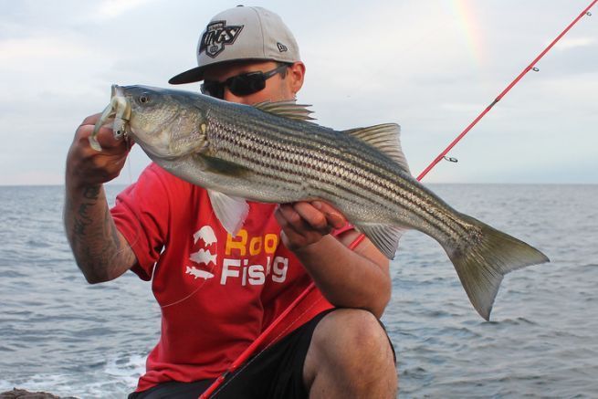 The striped bass, a fish found in quantity on the seashore.