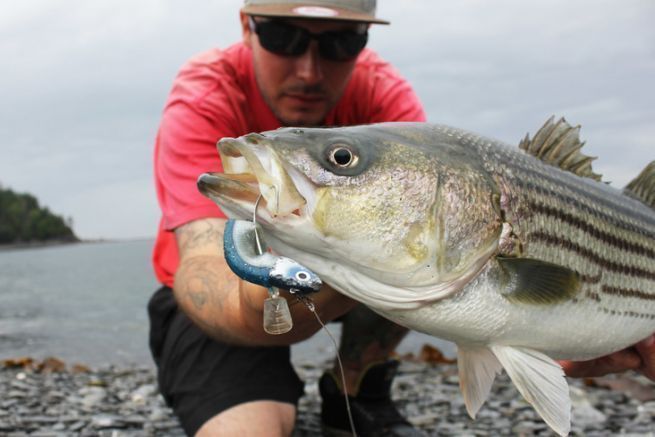 Quebec and New Brunswick, two destinations for striped bass fishing