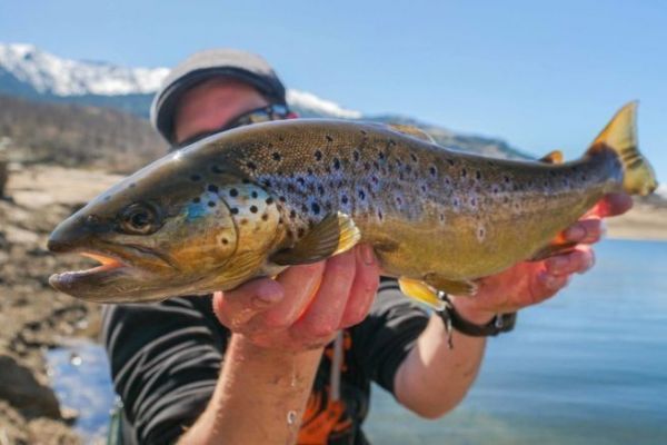 Successful lure fishing for trout in reservoirs