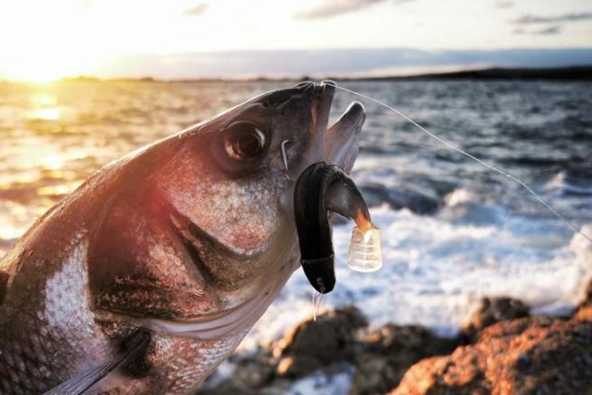 When and how to start your sea bass fishing season ?