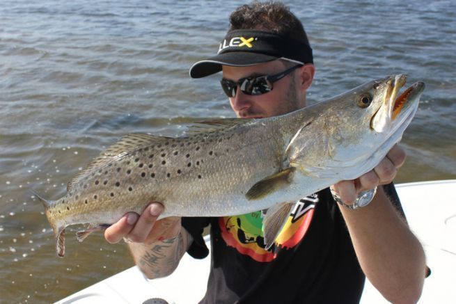 Spotted sea trout from the Indian River, Florida.