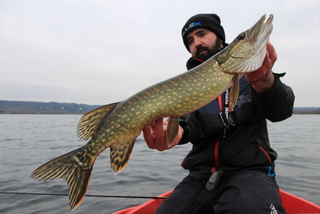 The underestimated efficiency of the jerkbait minnow for pike fishing!