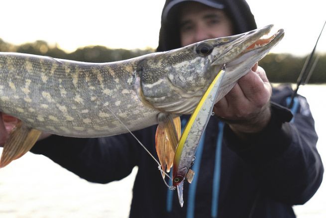 Effective pike fishing with jerkbait minnow throughout the seasons