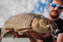 Large chub are formidable fighters!