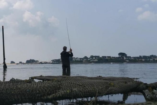 Fishing for sea bass from the shore with lures, bet on estuaries!