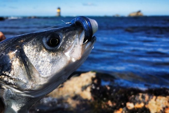 The rocky areas are home to some nice fish like here, a North Cotentin sea bass caught on a Fiiish Black Minnow 120.