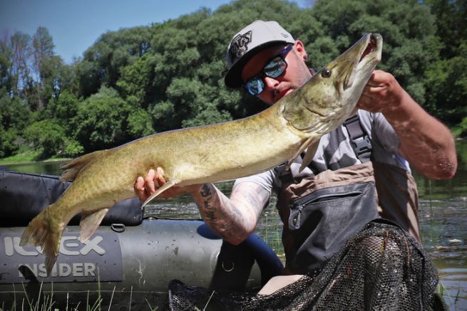 Muskellunge caught during a float-tube session, Quebec.