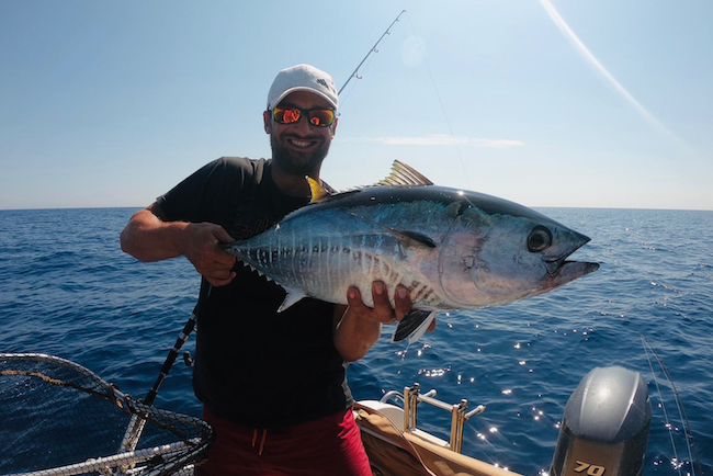 Small Mediterranean bluefin tuna.