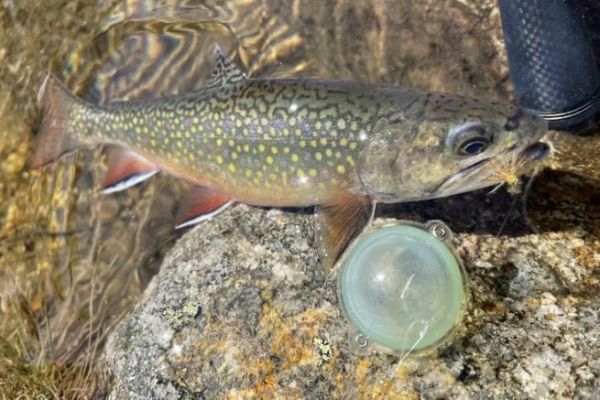 Buldo and fly tying for salmonid fishing in lakes