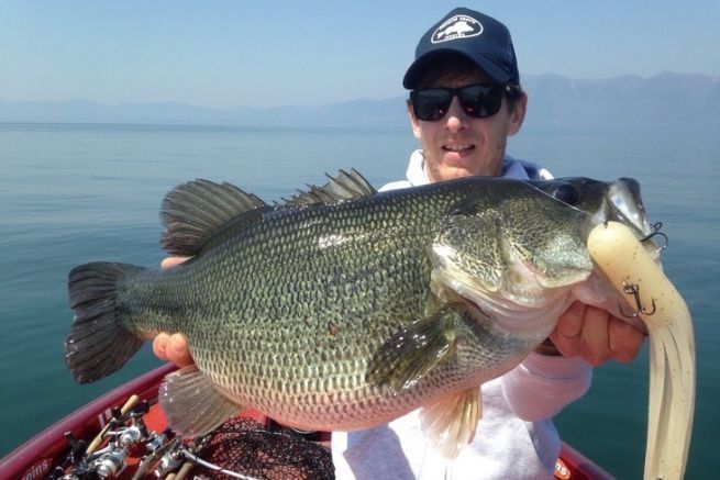 Big Bass of Biwa lake, Japan.