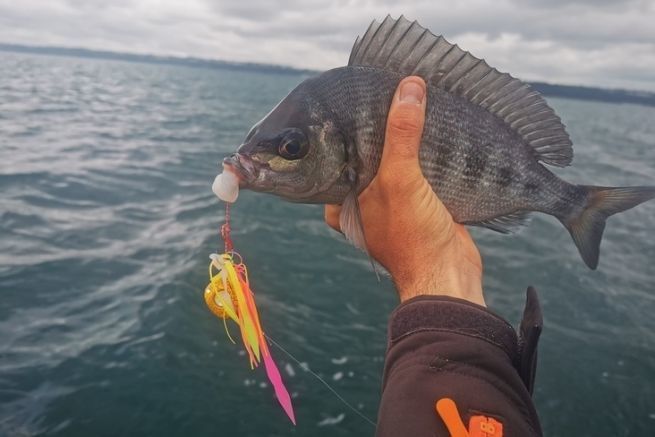 What equipment should you use to start fishing for sea bream from a boat?