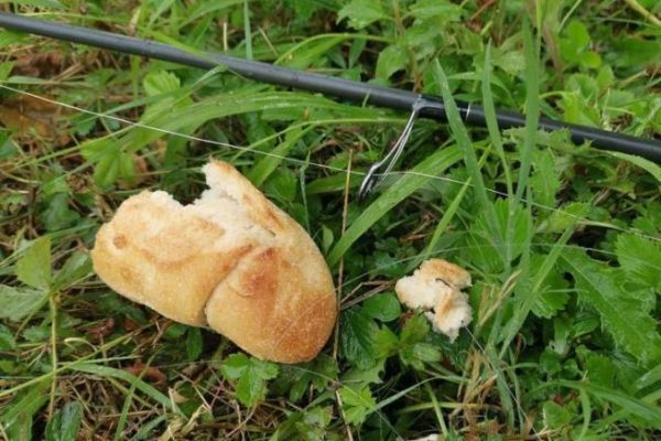 Carp fishing with surface bread or the praise of simplicity!