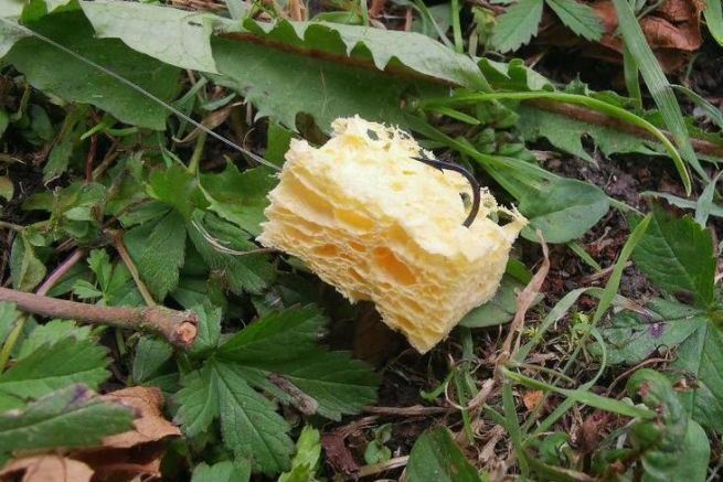 Sponge, a good alternative to bread for surface carp fishing